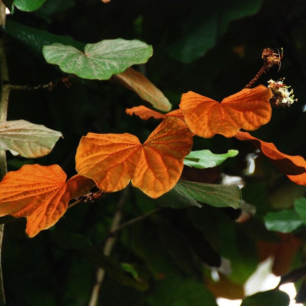 Goldblatt-Bauhinia (Phanera aureifolia)