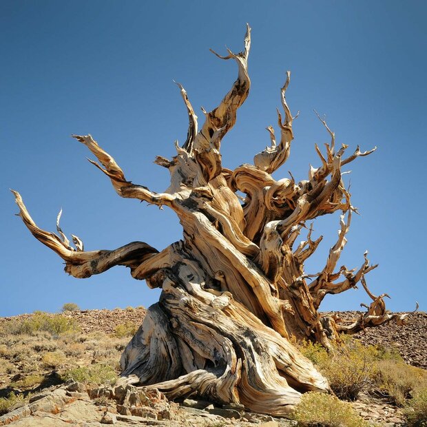 Bristlecone-H&ouml;hle (Pinus longaeva)