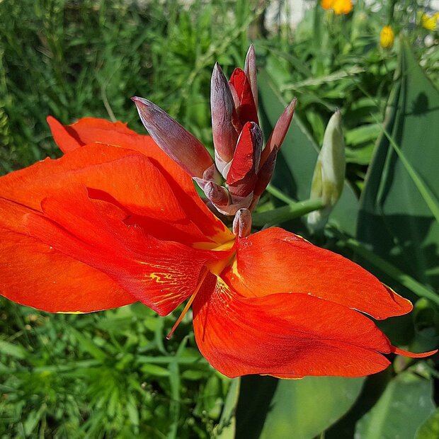 Indisches Blumenrohr (Canna indica)