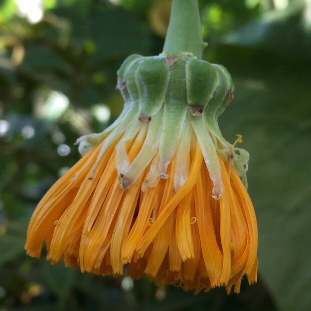 Kohlbaum (Dendroseris litoralis)