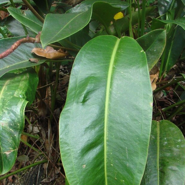 Anthurium (Anthurium willdenowii)