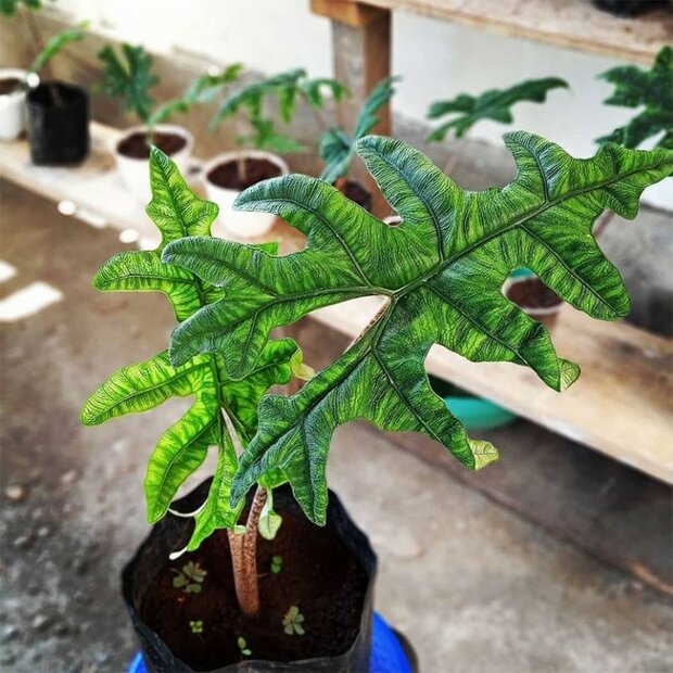 Alocasia (Alocasia sp. 'Tandurusa')