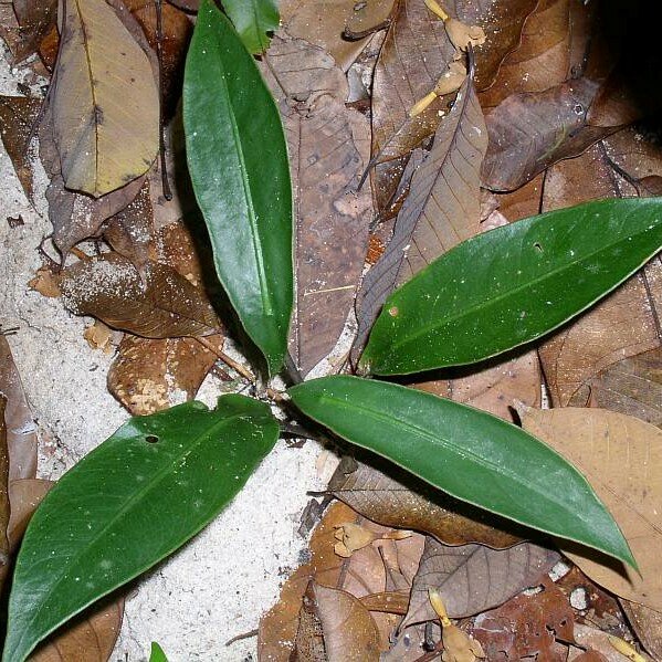 Alocasia (Alocasia beccarii)