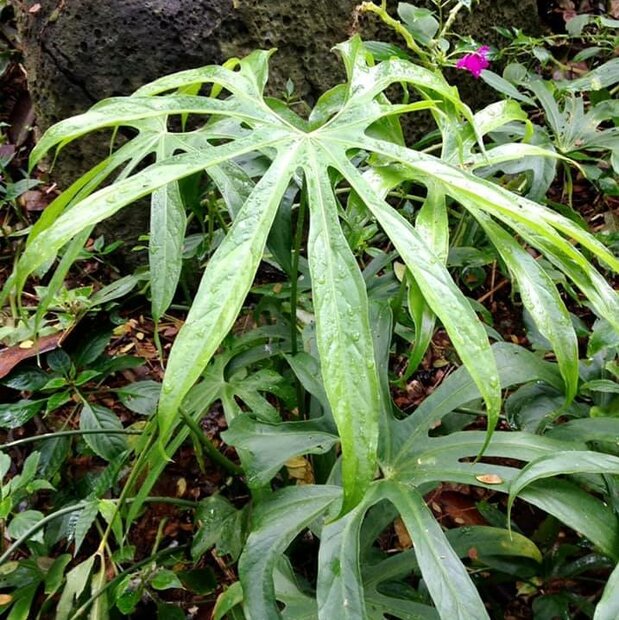 Finger-Anthurium (Anthurium pedatoradiatum)