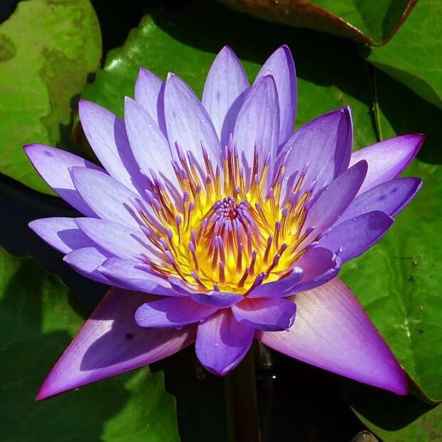 Blauer Lotus (Nymphaea nouchali)