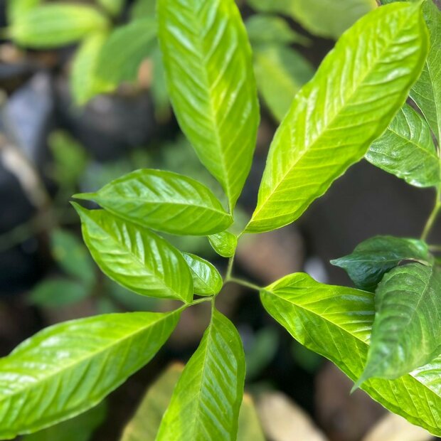 Aronstab (Amorphophallus discophorus)