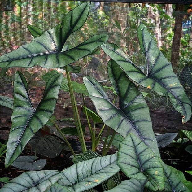 Alocasia (Alocasia princeps)