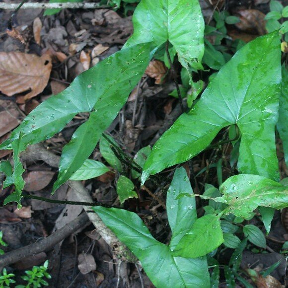 Sumpf-Taro (Cyrtosperma merkusii)