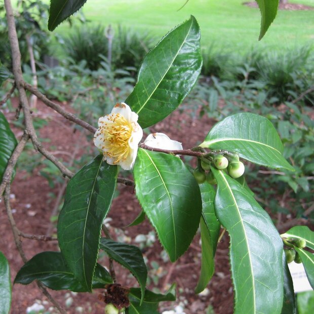Yunnan-Teepflanze (Camellia taliensis)