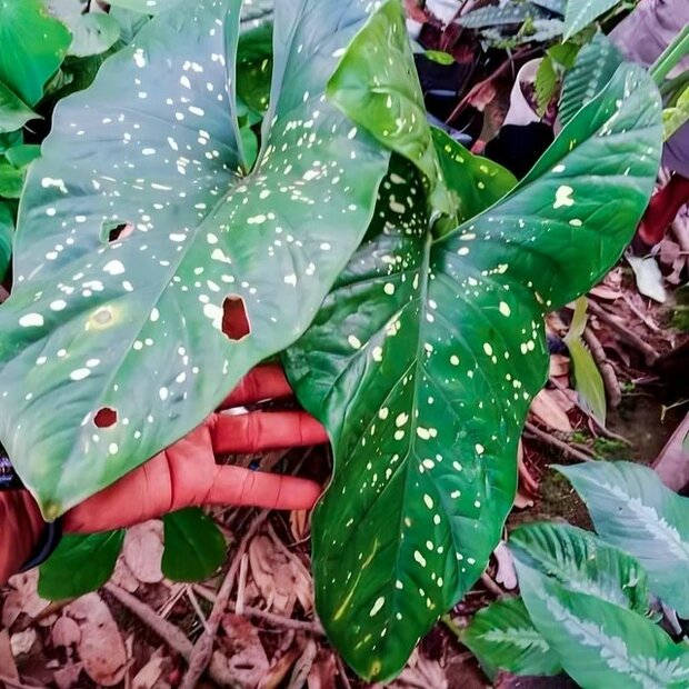 Goldstaub-Alocasia (Alocasia aequiloba 'Gold Dust')