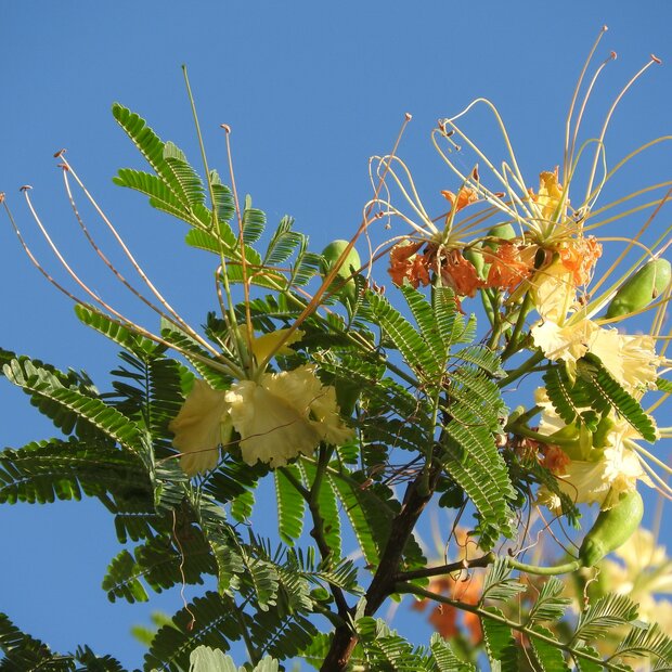 Gul Mohur Flamboyant (Delonix elata)