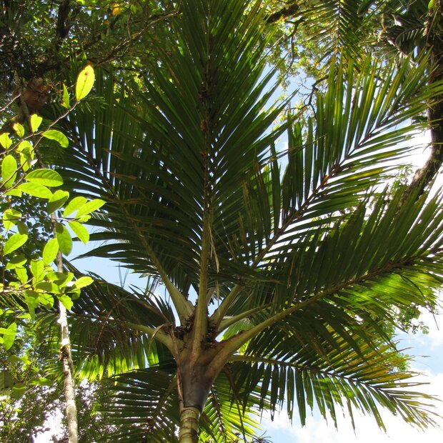 Cyphosperma (Cyphosperma balansae)