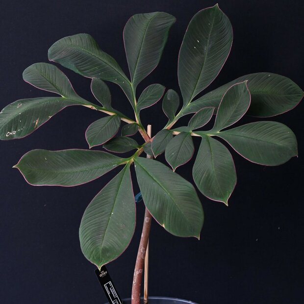 Aronstab (Amorphophallus atroviridis)