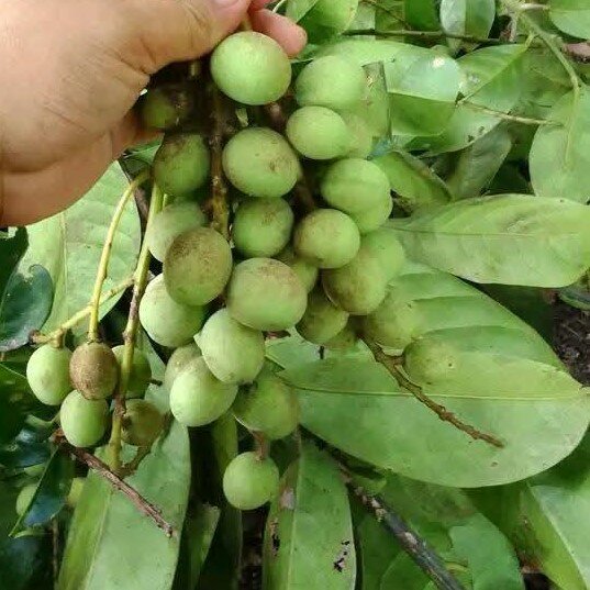 Griffiths Mango (Mangifera griffithii)