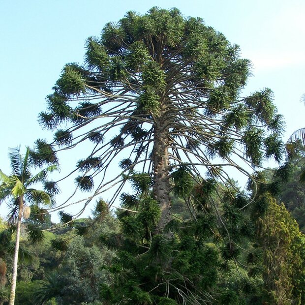 Bunya-Kiefer (Araucaria bidwillii)