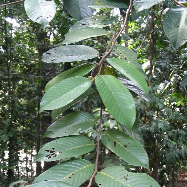 Hellrotes Meranti (Rubroshorea leprosula)