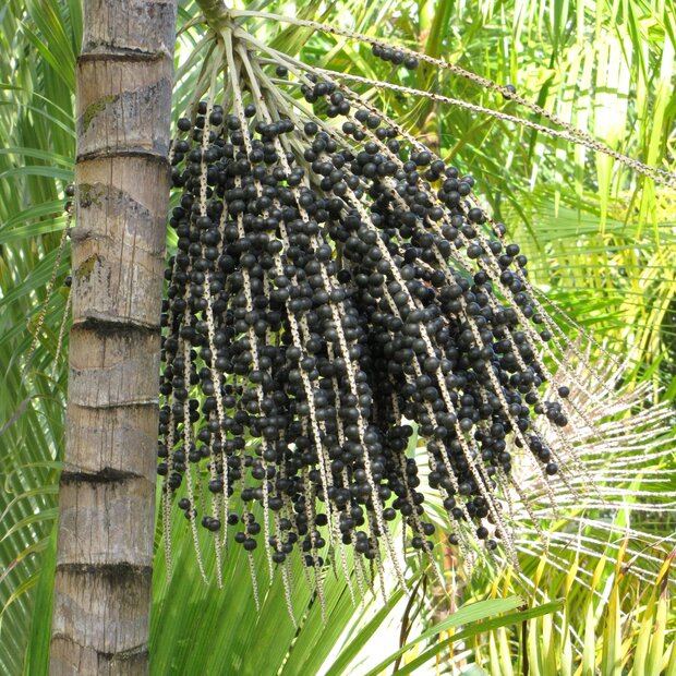A&ccedil;a&iacute;-Palme (Euterpe oleracea)