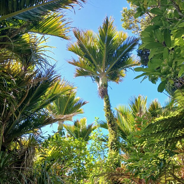 Nikaupalme (Rhopalostylis sapida)