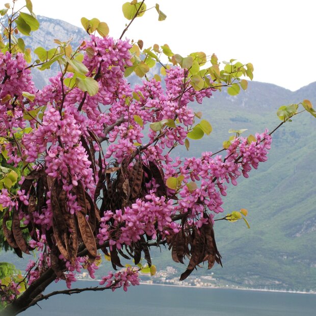 Judasbaum (Cercis siliquastrum)