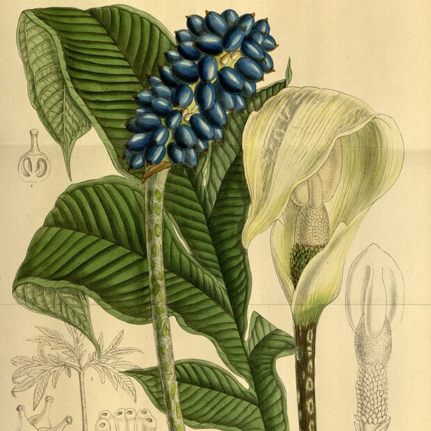 Aronstab (Amorphophallus yunnanensis)