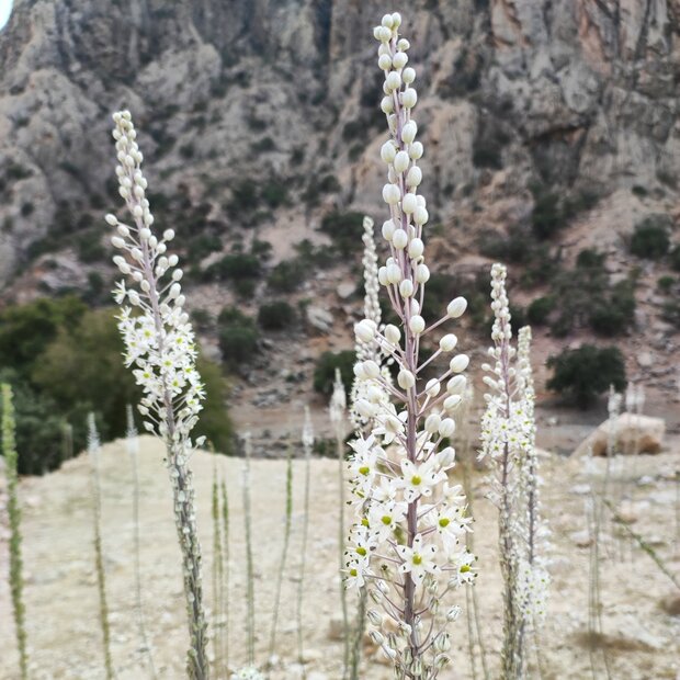Meerzwiebel (Drimia maritima)