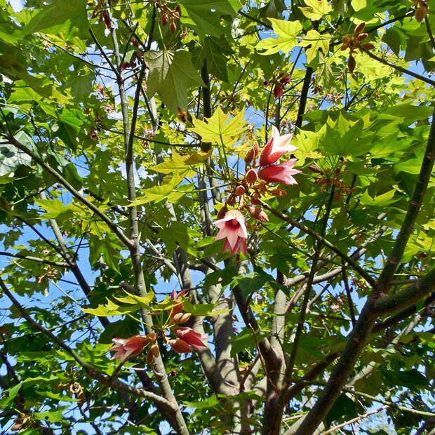 Spitzenrindenbaum (Brachychiton discolor)