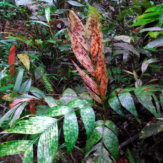 Gefleckte Zwergpalme (Pinanga aristata)