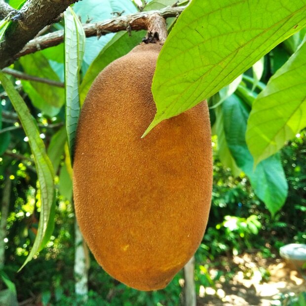 Gro&szlig;bl&uuml;tiger Kakao (Theobroma grandiflorum)