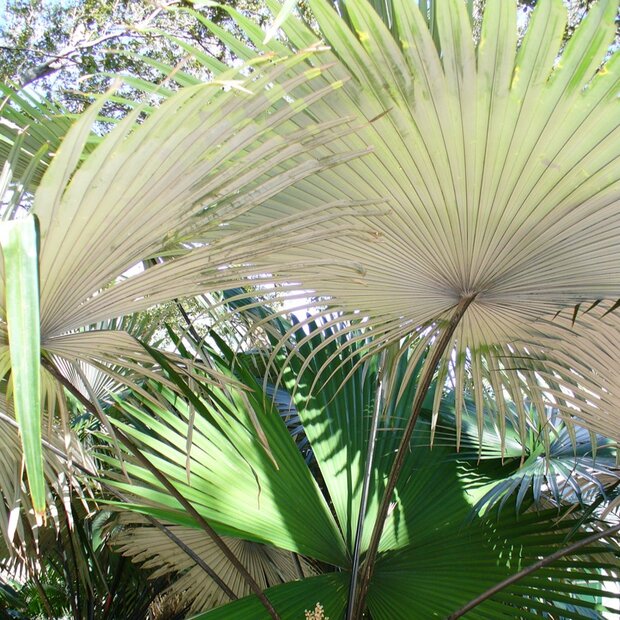 Wei&szlig;e Elefantenpalme (Kerriodoxa elegans)
