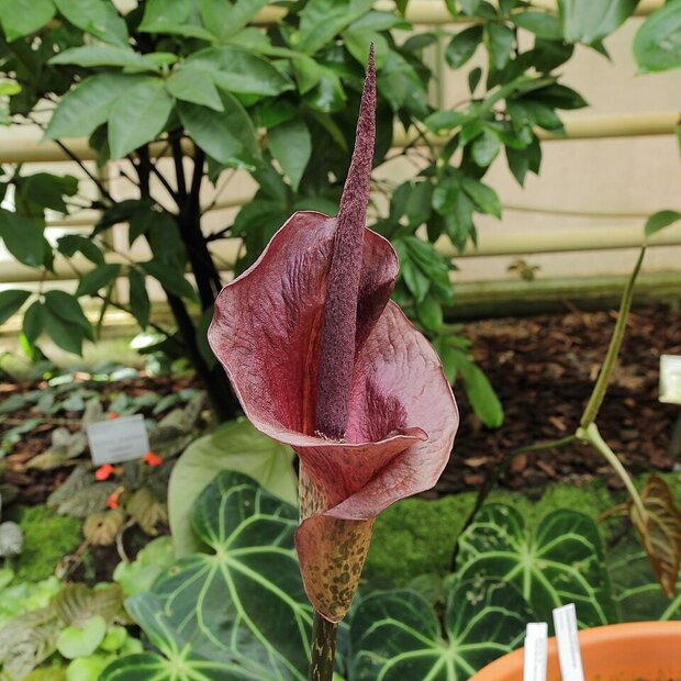 Konjac (Amorphophallus konjac)