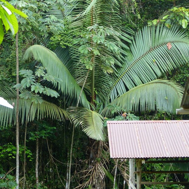 Patawa (Oenocarpus bataua)