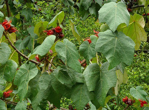 Affenhandbaum (Chiranthodendron pentadactylon)