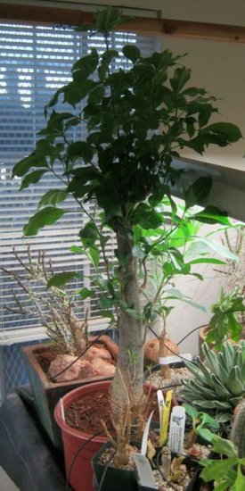 Afrikanischer Affenbrotbaum (Adansonia digitata)