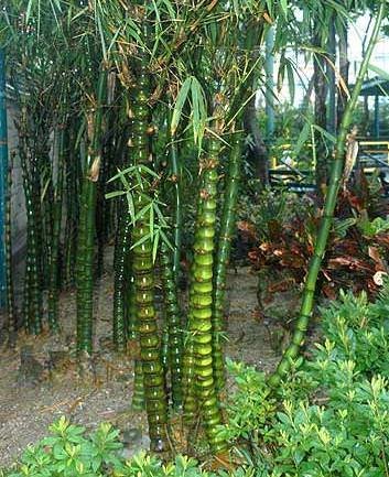 Buddhas Bauch-Bambus (Bambusa ventricosa)
