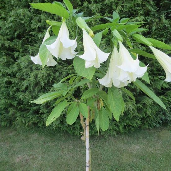 Engelstrompete (Brugmansia arborea)