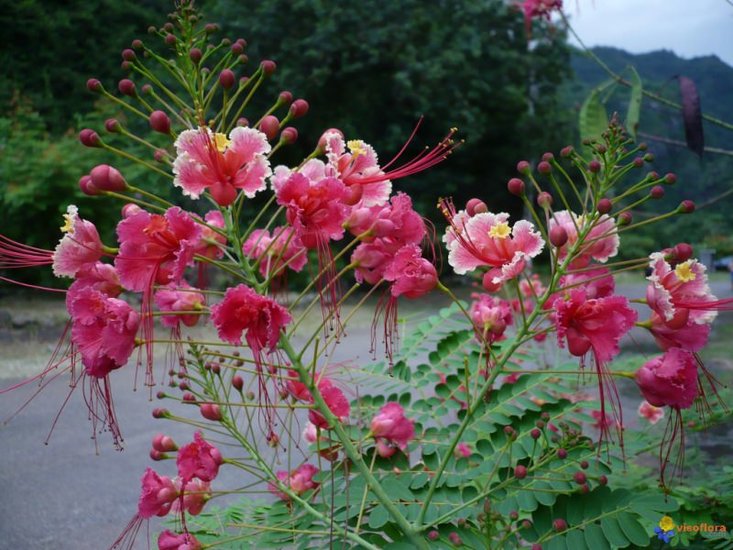 Rosa Pfauenblume (Caesalpinia pulcherrima 'Rosea')