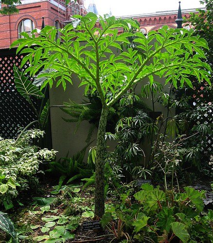 Elefantenknolle (Amorphophallus paeoniifolius)
