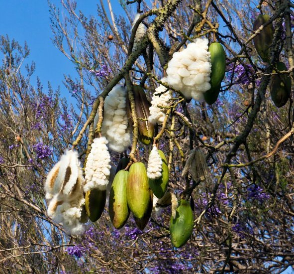 Kapokbaum (Ceiba pentandra)