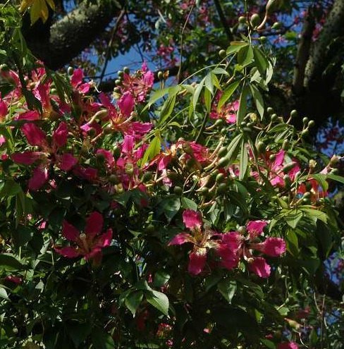 Seidenbaum (Ceiba speciosa)