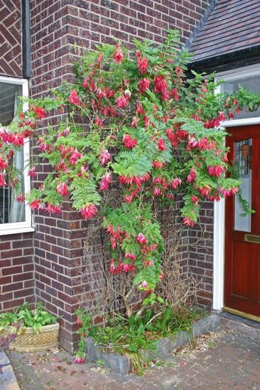 Papageienschnabel (Clianthus puniceus)