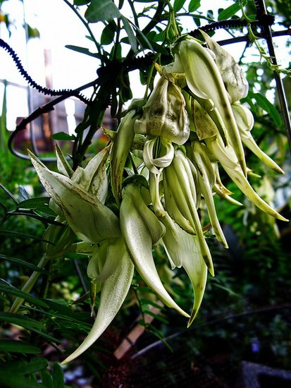 Wei&szlig;er Papageienschnabel (Clianthus puniceus &#039;alba&#039;)
