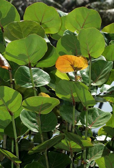 Seetraube (Coccoloba uvifera)