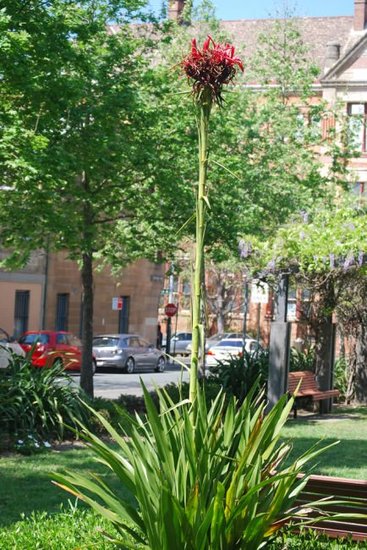 Gymealelie (Doryanthes excelsa)