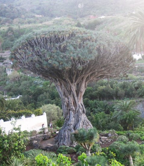 Drachenblutbaum (Dracaena draco)