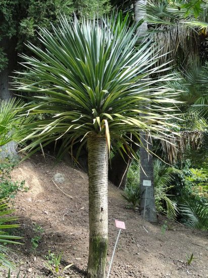 Drachenblutbaum (Dracaena draco)