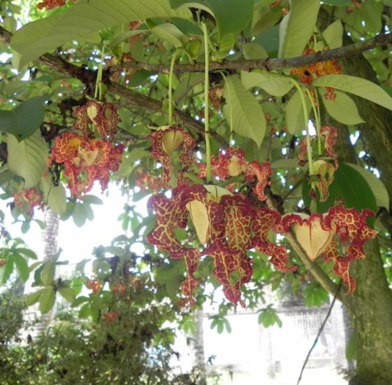 Muskatnuss (Monodora myristica)