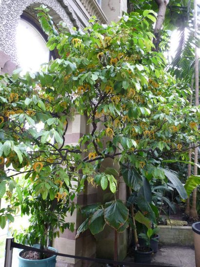 Muskatnuss (Monodora myristica)