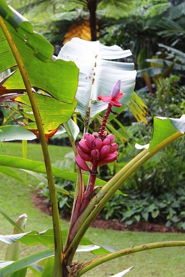 Rosa Zwergbanane (Musa velutina)