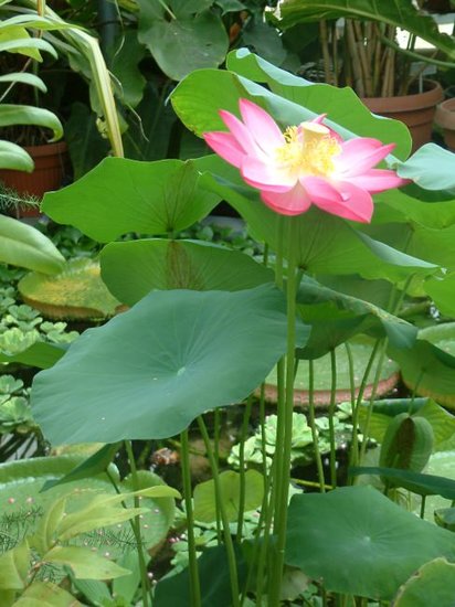 Indischer Lotus (Nelumbo nucifera)