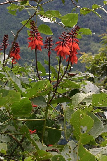 Korallenstrauch (Erythrina arborescens)